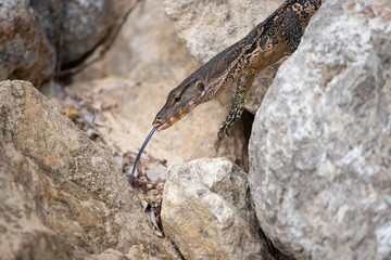 Asian water monitor, Thailand.