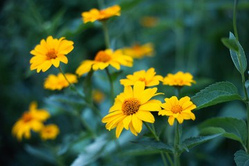 echinacea  yellow beautiful flowers 