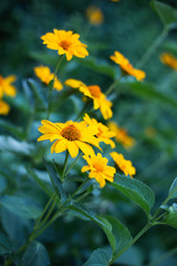 echinacea  yellow beautiful flowers 