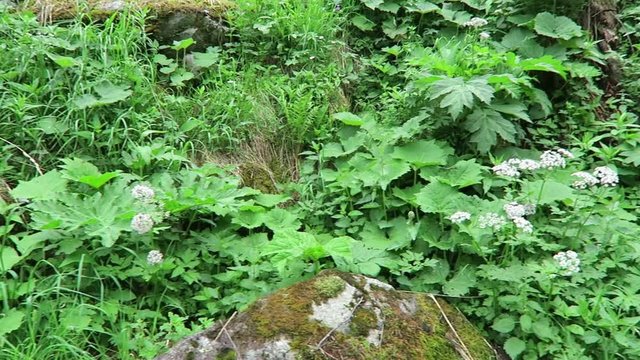 typical alpine vegetation of bladder campion flowers and Masterwort (Peucedanum ostruthium)