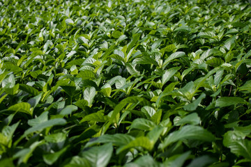 Field of plants many leaves evergreen natural background. Small tree growing  in forest.