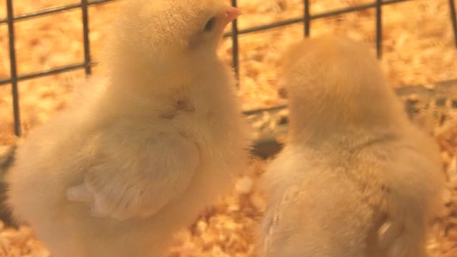 Newborn chickens in a cage under a heat lamp.