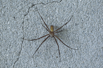 a small home spider from a garden