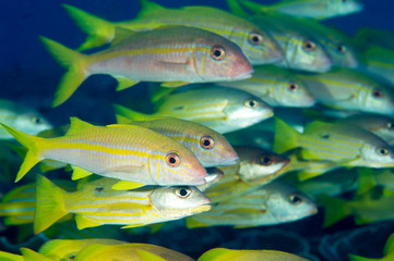 Yellowfin goatfishes, Mulloidichthys vanicolensis, over massive foliose corals Raja Ampat Indonesia.