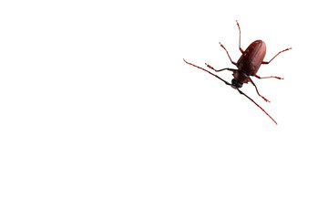The Pine sawyer beetle isolated on white background with copy space