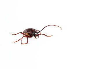 The Pine sawyer beetle isolated on white background with copy space