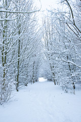 a footpath of snow