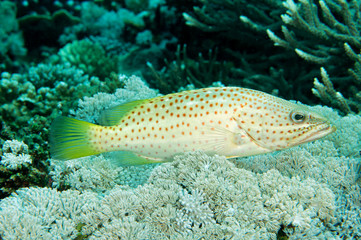 Fototapeta na wymiar Slender grouper, Anyperodon leucogrammicus, Raja Ampat Indonesia.