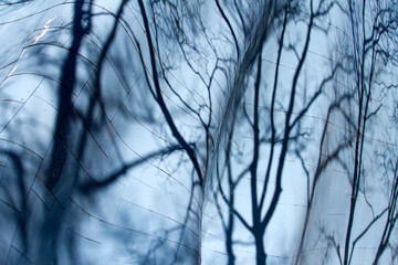 Obraz premium Tree shadow on the wall