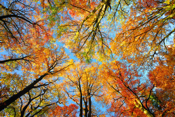 Colorful tree canopy and blue sky in autumn