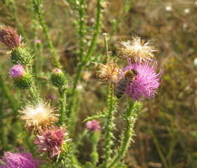 Field with Cirsium pratense (prairie thistle) purple flowers