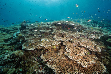 Reef scenic with pristine Acropora hard corals, Raja Ampat Indonesia.