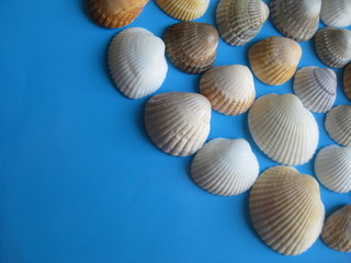 Manycolored sea shells on blue background