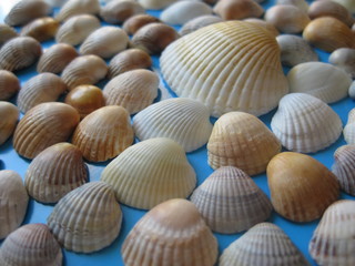 Low angle view of sea shells on colored background