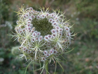 Queen Anne's lace inflorescence