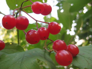 Red bright berries of arrowwood natural background