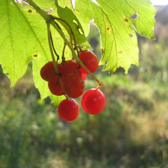 Red berries of arrowwood with green leaves natural background