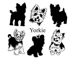 Set of yorkies. Collection of pedigree dogs. Black white illustration of a york dog. Vector drawing of a pet. Tattoo.