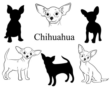 Chihuahua 1 Hunde-Wandtattoo mit eigenem Text » Farbe & Größe by ANFALAS