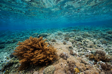 Reef scenic with pristine Acropora hard corals Raja Ampat Indonesia.