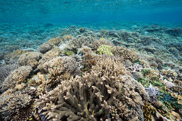 Fototapeta na wymiar Reef scenic with pristine Acropora hard corals Raja Ampat Indonesia.