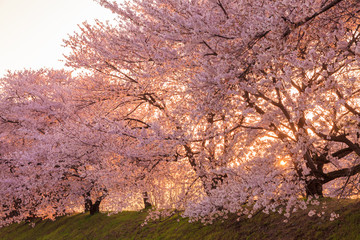 Cherry blossom in full bloom