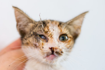 kitten with purulent conjunctivitis and nasal discharge