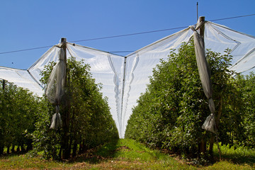 Apple orchard covered with anti hail net under blue sky