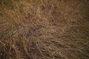 dry grass