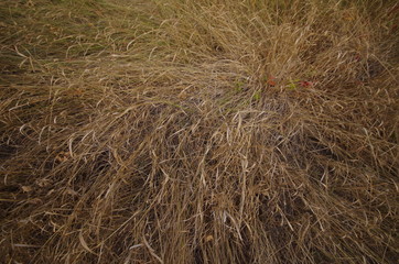 hay bale of straw in a field