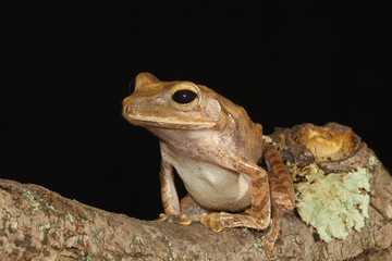 Golden Tree Frog on branch