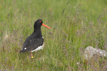 Adult European Oystercatcher in Iceland