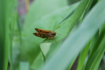 Nature