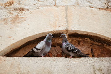 two pigeons in the old town