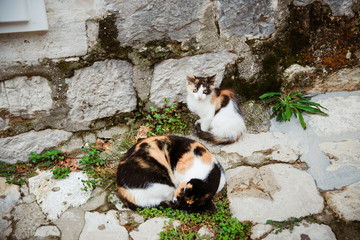 sleeping cats on the streets of the old city