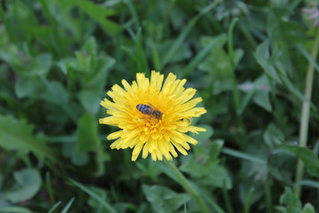 Nature
