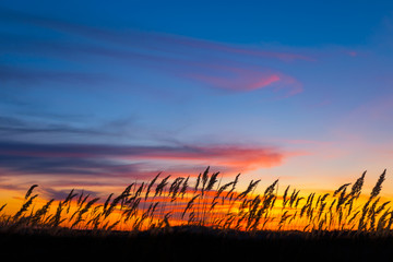closeup prairie grass silhouette on the dramatic evening sky background