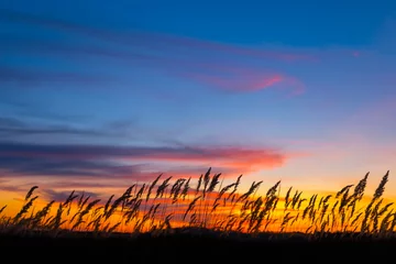 Foto op Plexiglas closeup prairie grass silhouette on the dramatic evening sky background © Yuriy Kulik