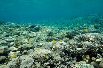 Reef scenic with hard corals, Montipora aequituberulata, Raja Ampat Indonesia.