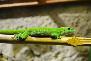 beautiful green lizard in the wild