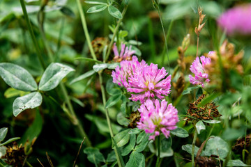 Red clover growing in field.