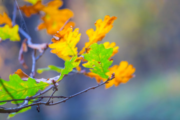 closeup red oak tree branch in a forest