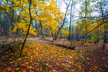 quiet autumn forest covered by a dry leaves, autumn outdoor background
