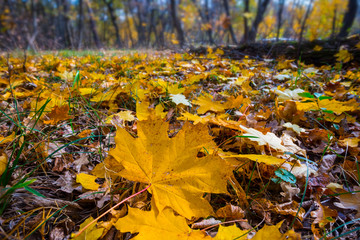 closeup forest glade covered dry maple leaves
