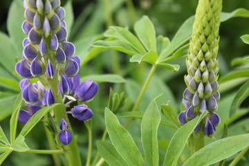 Obraz premium Nature