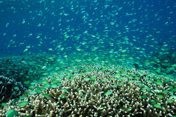 Fototapeta na wymiar Massive shoal of blue damsels, Chromis viridis, feed in strong current howering over Acropora hard corals, Raja Ampat Indonesia.