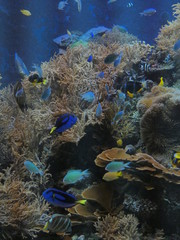 須磨水族館金魚水槽8