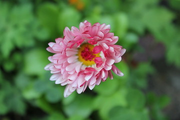 Obraz premium Nature