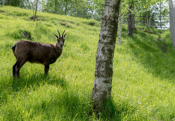 Roe in a forest and tree in the foreground - Green meadow with roe deer