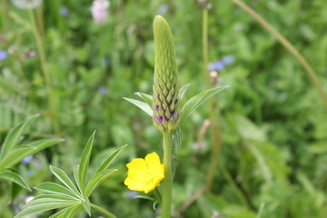 Obraz premium Nature